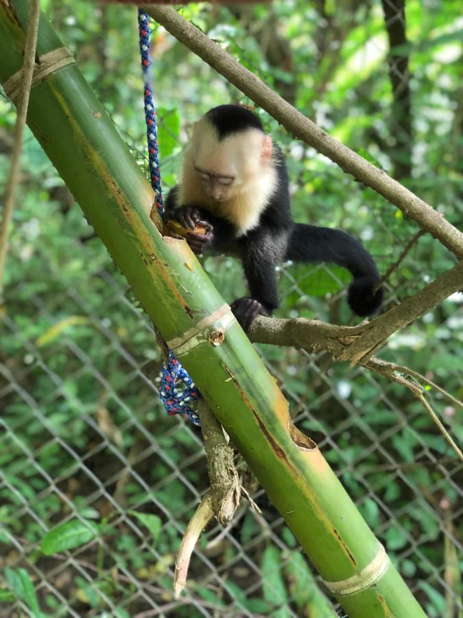 Jungle Lodge At Wild Sun Rescue Center Cabuya  Exteriér fotografie